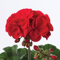 3x Geranie Pelargonium 'Red' rot