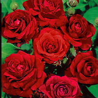 Büschelrose 'Rosa'  'Nina Rosa'® Rot  - Wurzelnackte Pflanzen - Winterhart