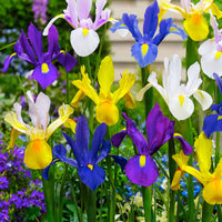 50x Holländische Iris  - Mischung 'Dutch Garden'