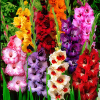 25x Großblütige Gladiole - Mischung gemischt