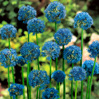 50x Blauer Lauch, Zierlauch Allium caeruleum Blau