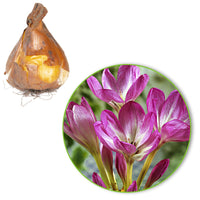 3x Herbstzeitlose  Colchicum 'The Giant' rosa-weiβ
