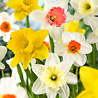 25x Narzissen Narcissus - Mischung 'Rich Garden' gelb-weiβ-orange - Winterhart