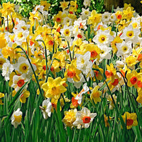 25x Narzissen Narcissus - Mischung 'Rich Garden' gelb-weiβ-orange - Winterhart