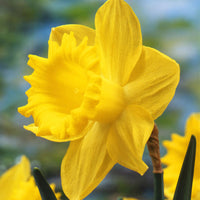 Narzissen Narcissus 'Dutch Master' gelb
