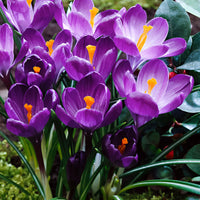 25x Krokus Crocus 'Flower Record' lila