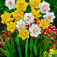 25x Doppelblütige Narzissen Narcissus - Mischung 'Double Flowers' weiβ-orange-gelb - Winterhart