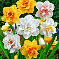 25x Doppelblütige Narzissen Narcissus - Mischung 'Double Flowers' weiβ-orange-gelb - Winterhart