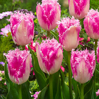 20x Tulpen Tulipa 'Huis ten Bosch' rosa
