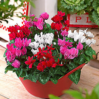 3x Cyclamen persicum - Mix 'Veranda'