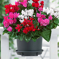 3x Cyclamen persicum - Mix 'Veranda'