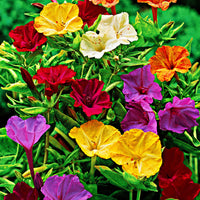 6x Wunderblume Mirabilis jalapa - Mischung  - Wurzelnackte Pflanzen