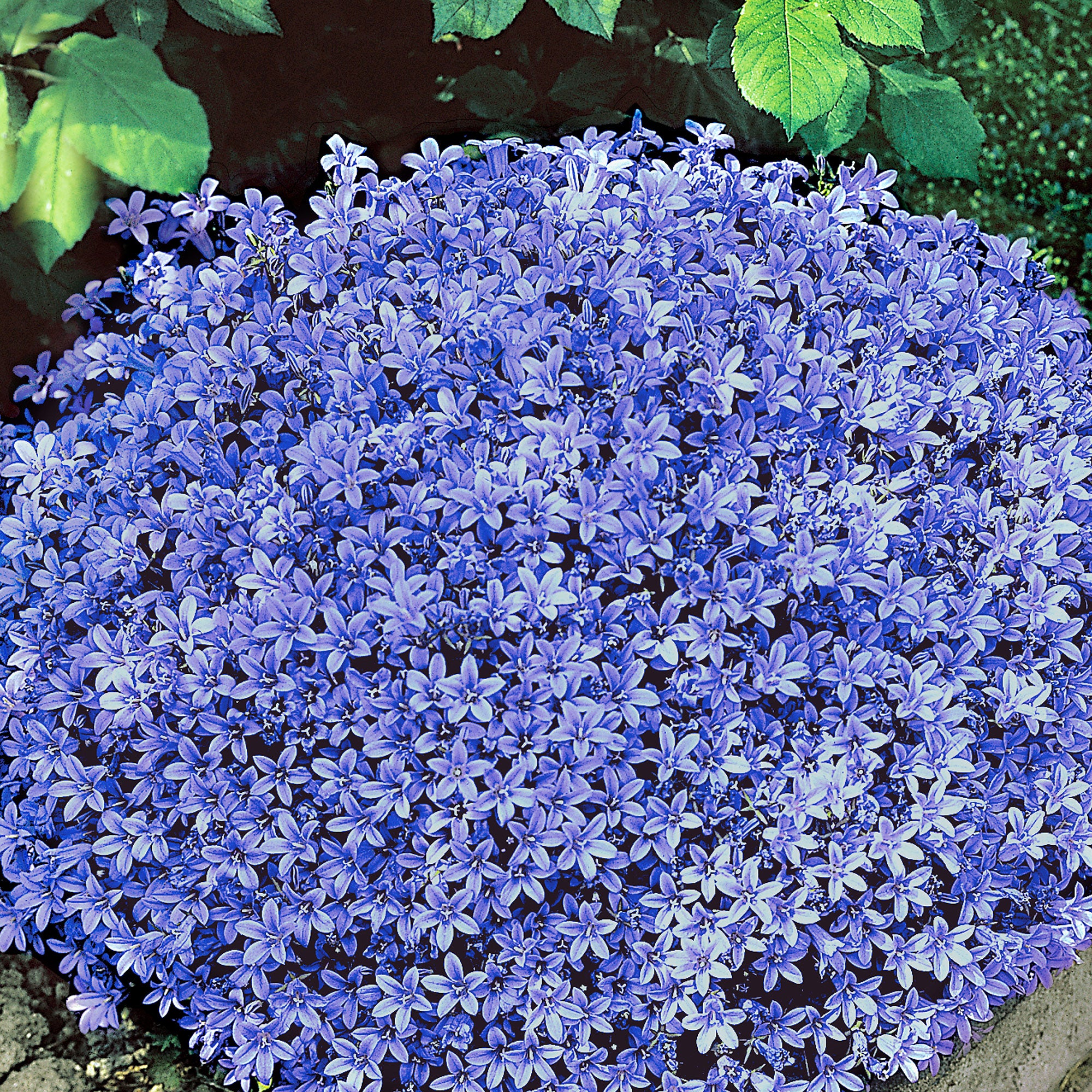 Kaufen Sie jetzt Staude KarpatenGlockenblume Campanula blau