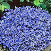 Karpaten-Glockenblume Campanula blau - Winterhart