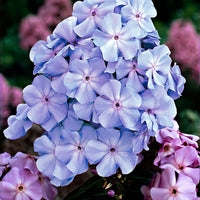 3x Flammenblume Phlox 'Lilac Tima' lila - Wurzelnackte Pflanzen - Winterhart