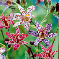 5x Krötenlilie Tricyrtis - Mischung 'Mushrooms in the garden' - Wurzelnackte Pflanzen - Winterhart