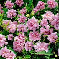 5x Zaunwinde  Calystegia  'Flore Pleno' rosa   - Wurzelnackte Pflanzen - Winterhart