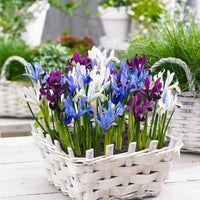 25x Holländische Iris - Mischung 'Sunshine' blau-lila-weiβ