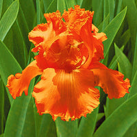 3x Bartiris 'Glazed Orange' orange - Wurzelnackte Pflanzen - Winterhart