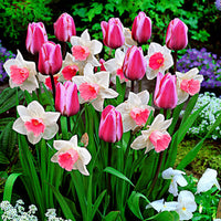 25x Tulpenmischung 'Perfect Harmony', weiß-rosa