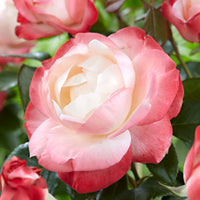 3x großblütige Rose  Rosa 'Nostalgie'® Creme-Rosa  - Wurzelnackte Pflanzen - Winterhart