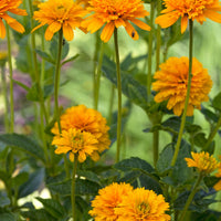 3x Sonnenauge 'Burning Hearts' orange-gelb - Wurzelnackte Pflanzen - Winterhart