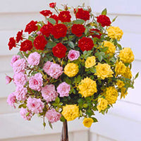 Stammrose Rosa 'Tricolor' rot-rosa-gelb - Winterhart  - Wurzelnackte Pflanzen