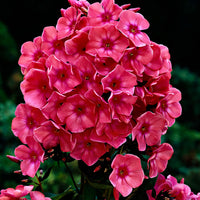 3x Flammenblume Phlox 'Windsor' rosa - Wurzelnackte Pflanzen - Winterhart