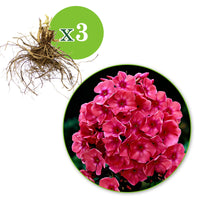 3x Flammenblume Phlox 'Windsor' rosa - Wurzelnackte Pflanzen - Winterhart