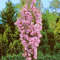 Japanische Zierkirsche Prunus 'Amanogawa' rosa - Wurzelnackte Pflanzen - Winterhart