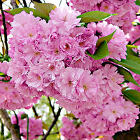 Japanische Zierkirsche Prunus 'Amanogawa' rosa - Wurzelnackte Pflanzen - Winterhart