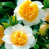 Kamelie Camellia 'Brushfields Yellow' weiβ-gelb - Winterhart