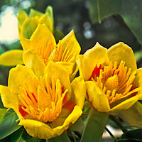 Tulpenbaum tulipifera - Winterhart