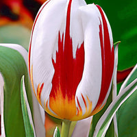 16x Tulpen Tulipa 'Happy Generation' rot-weiβ