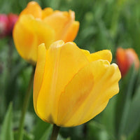 15x Tulpen