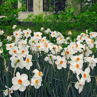 15x Narzissen  Narcissus 'Recurvus' weiβ-orange-gelb
