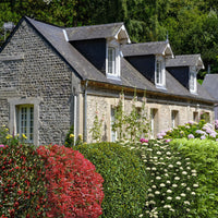 Blatthaltende Hecke Prunus laurocerasus + Viburnum lan. + Ligustrum + Photinia + Ilex - Wurzelnackte Pflanzen - Winterhart