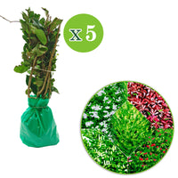 Blatthaltende Hecke Prunus laurocerasus + Viburnum lan. + Ligustrum + Photinia + Ilex - Wurzelnackte Pflanzen - Winterhart