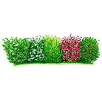 Blatthaltende Hecke Prunus laurocerasus + Viburnum lan. + Ligustrum + Photinia + Ilex - Wurzelnackte Pflanzen - Winterhart