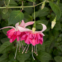3x Doppelblütler Fuchsia 'Bella Rosella' rosa