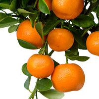 Calamondinbaum Citrus mitis 'Calamondin' Orange