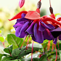 3x Doppelblütler Fuchsia 'Voodoo' rosa-lila