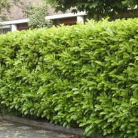 6x Lorbeerkirsche Prunus 'Novita' - Wurzelnackte Pflanzen - Winterhart
