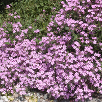 5x Seifenwurz rosa - Wurzelnackte Pflanzen