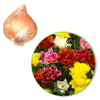 25x Gefüllt frühe Tulpen – Mischung