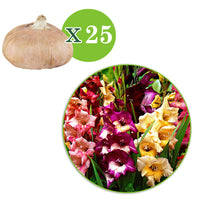 25x Gladiole Gladiolus - Mischung 'Glamini'