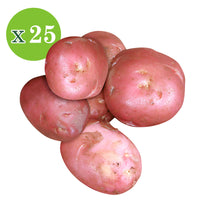 25x Kartoffel Solanum 'Désirée'