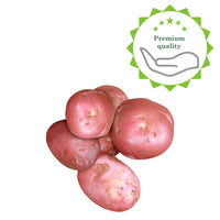 25x Kartoffel Solanum 'Désirée'