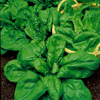 Spinatpaket Spinacia 'Pfiffige Pflanzen' 4 m² - Gemüsesamen