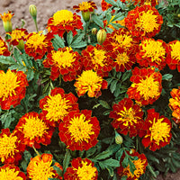 Tagetes 'Petit Harmony Boy'
